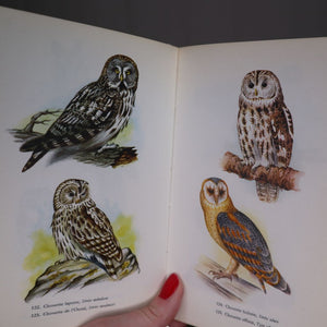 illustration of owls from Les Oiseaux by Sigfrid Durango (ferdand nathan series). Available from Bramble & Fox UK hygge homewares and gifts