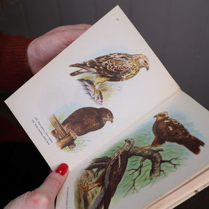 les oiseaux by sigfrid durango (ferdand nathan series). Hands holding an open copy displaying bird illustrations. Available from Bramble and Fox UK hygge shop