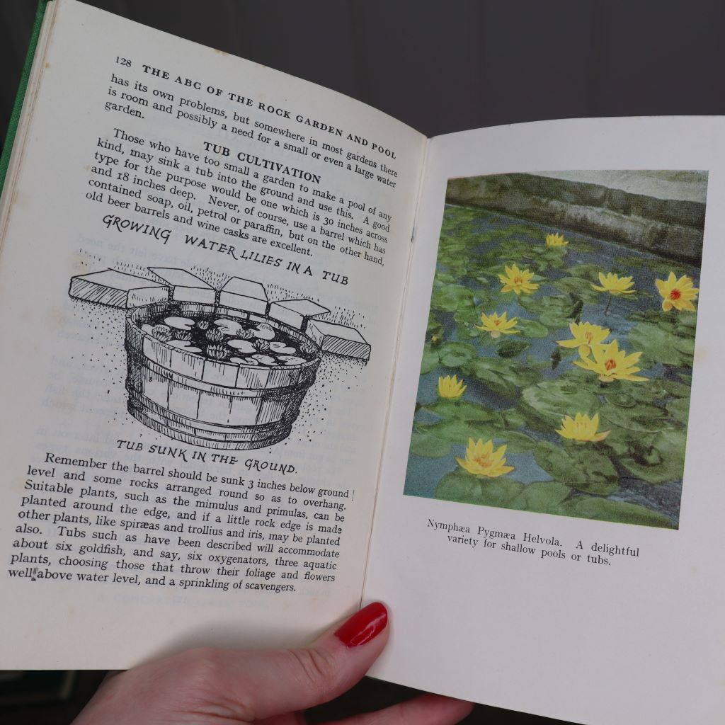 striking colour plate of water lillies from The ABC of the Rock Garden and Pool by W.E Shewell-Cooper. Available from brambleandfoxshop.com