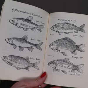 1930s line drawings of native fish and carp from The ABC of the Rock Garden and Pool by W.E Shewell-Cooper
