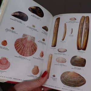 Vivid illustrations of scallops, mussels and gapers from the Collins Pocket Guide to the Sea Shore (1972). Buy it at brambleandfoxshop.com