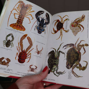 Vivid illustrations of crabs and lobsters from Collins Pocket Guide to the Sea Shore (1972). Buy it at Bramble & Fox UK hygge shop. brambleandfoxshop.com