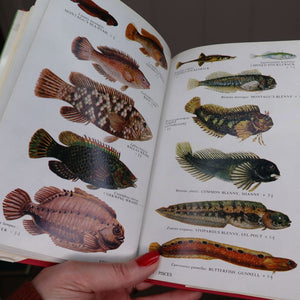 Jewel toned illustrations of fish from Collins Pocket Guide to the Sea Shore (1972) available at Bramble and Fox UK hygge shop. Based in Leek, Staffordshire
