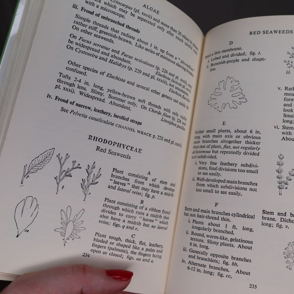 Detailed notes on identifying Rhodophycae (red seaweeds) from the Collins Pocket Guide to the Sea Shore. Available at Bramble and Fox UK hygge shop