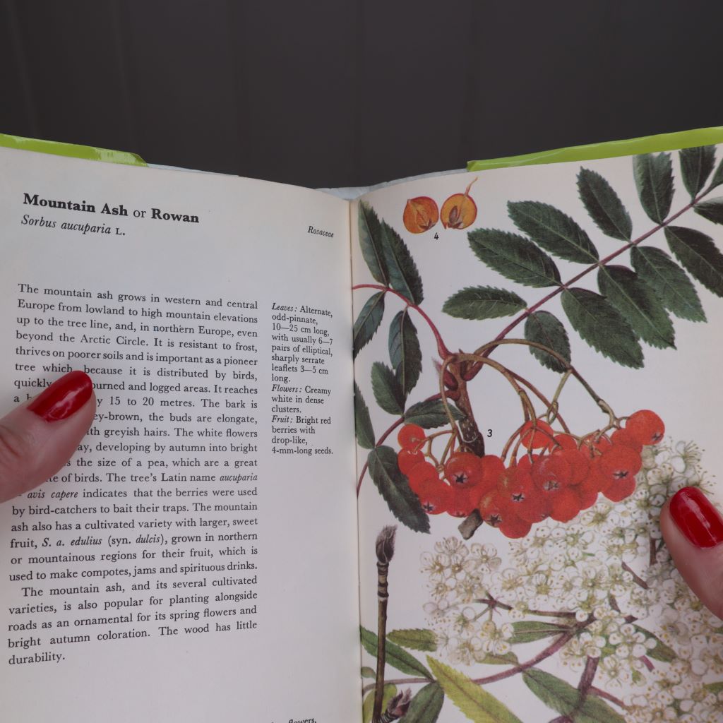 A Colour Guide to Familiar Trees, Leaves, Bark and Fruit (1975 edition) by Jaromir Pokorny