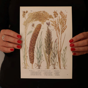 alt="vintage millet grain botanical print held by Bex Massey's hands. Features delicate illustrations of foxtail and japanese millet. Available from Bramble and Fox UK hygge shop."