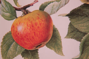 Vintage 1969 Pearmain Apple Botanical Print