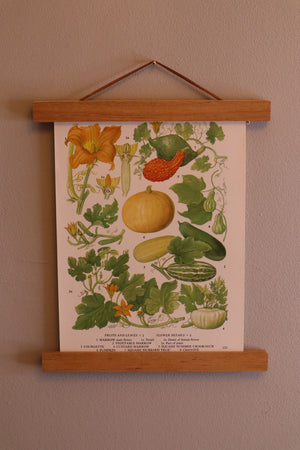 alt="vintage botanical pumpkin print. Print and wooden poster hanger available from Bramble and Fox UK hygge cottagecore homeware shop"