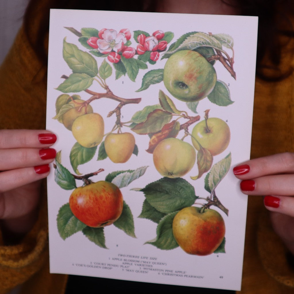 Vintage 1969 Pearmain Apple Botanical Print