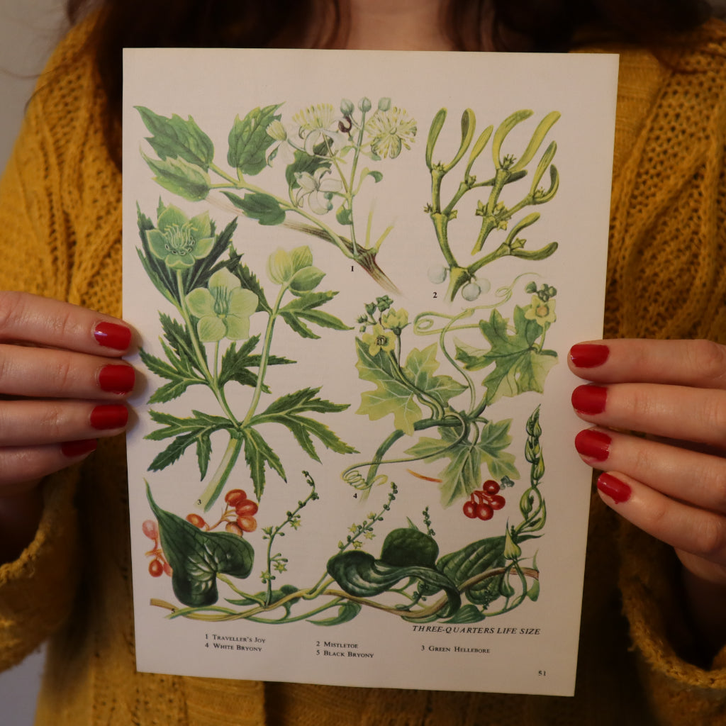 Vintage 1962 Mistletoe Botanical Print