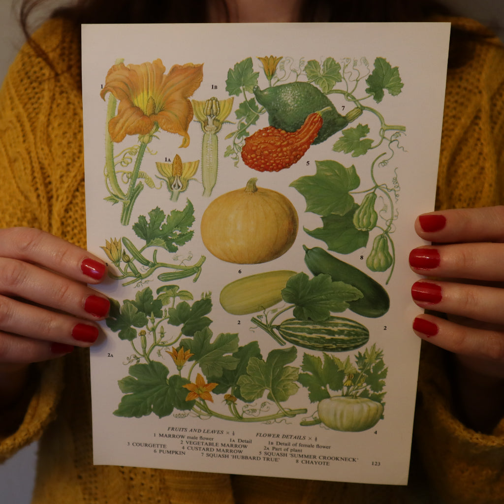 alt="vintage botanical pumpkin print held by Bex Massey's fingertips. Print available from Bramble and Fox UK hygge cottagecore homeware shop"