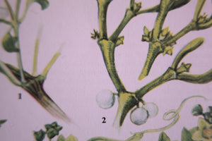 Vintage 1962 Mistletoe Botanical Print